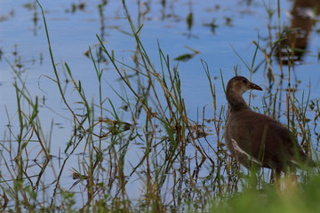 Juvenile Muscovy in pond