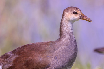 Juvenile Muscovy duck eyes right