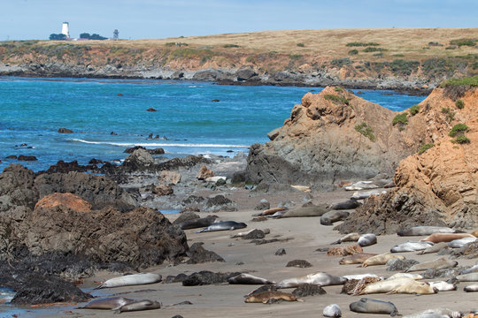 Elephant Seal Colony At Point Piedras Blancas Lighthouse North Of San Simeon On The Central Coast Of California USA