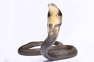 Naklejka premium Kobra królewska (Ophiophagus hannah)