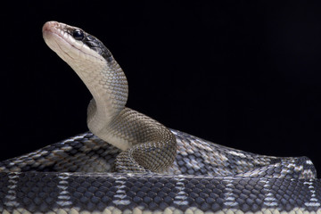 Fototapeta premium Blue beauty rat snake (Orthriophis taeniurus)