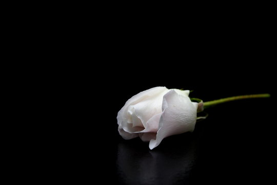 Fototapeta White Rose