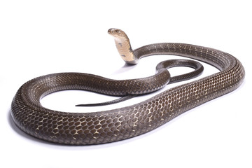 Obraz premium King cobra (Ophiophagus hannah)