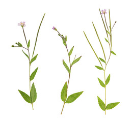 Pressed and dried delicate lilac flowers fireweed on stem with green leaves