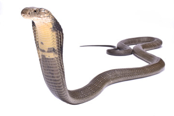 King cobra (Ophiophagus hannah)