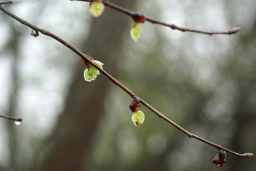 new grown fresh leaves on the branch with raindrop