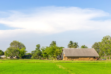 Fototapeta na wymiar straw in cottage behind rice field in Thailand