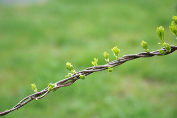 close up on new grown leaves on tree branch
