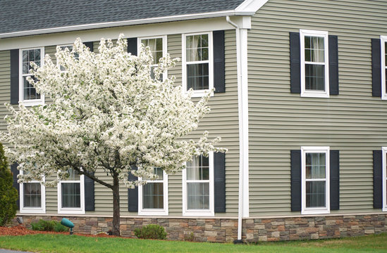 apartment building with spring tree flower blooming