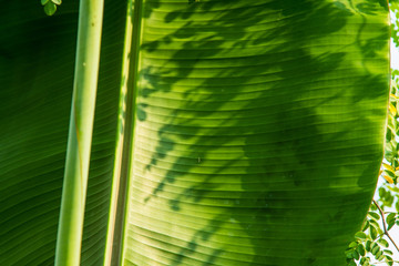 Banana leaf is full green leaf and not full leaf.