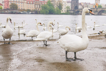 Swans by the river