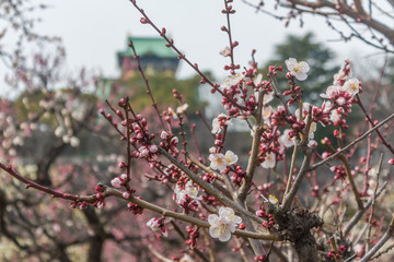 Sakura cherry blossom in the foreground with Osaka castle out of focus in the background. Some flowers, some have yet to sprout