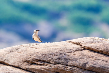 Birds,Small Pratincole for the Mekong River of thailand.