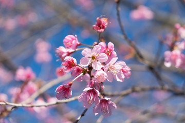 Wild Himalayan Cherry with blue sky and cloud background. Thai sakura blooming during winter in Thailand