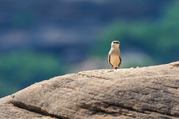 Birds,Small Pratincole for the Mekong River of thailand.