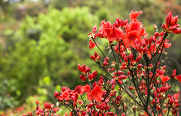 Blossoming azalea flowers scenery 
