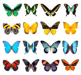 Fototapeta na wymiar Set of beautiful and colorful butterflies isolated on white.