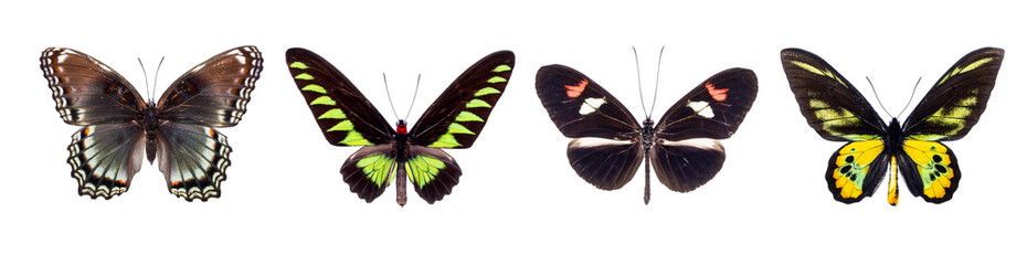 Set of four colorful and beautiful butterflies isolated on white.