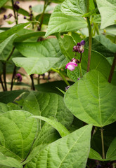 Purple green bean plants growing organically