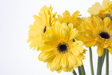 Yellow gerbera flower isolated a white background.