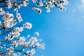 White blossoming tree against the blue sky