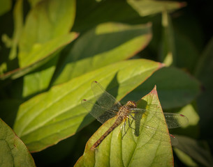 Close up of a dragonfly sitting on a peony leaf basking in the sun