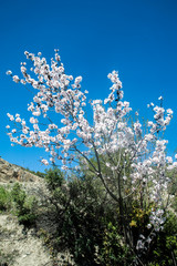White blossoming tree against the blue sky