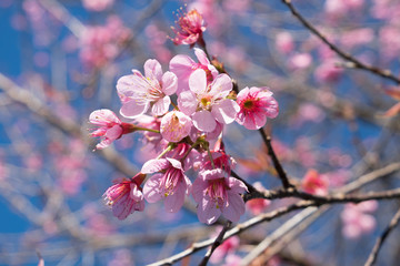 Wild Himalayan Cherry with blue sky and cloud background. Thai sakura blooming during winter in Thailand