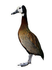 White-faced Whistling Duck (Dendrocygna viduata) isolated on white background.
