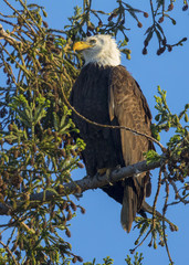 Bald eagle standing close to the nest , seen in the wild in  North California