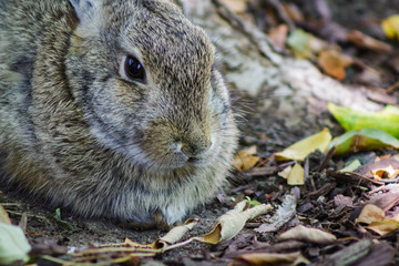 Close up of a cute bunny rabbit © Captivating Light