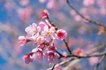 Wild Himalayan Cherry with blue sky and cloud background. Thai sakura blooming during winter in Thailand