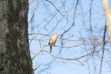 Female phoenicurus auroreus