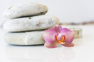 Fresh pink orchid near gray stones on a white background. Concept spa and relaxation.