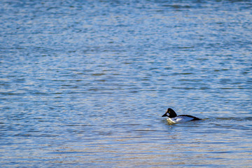 Common goldeneye duck on the lake