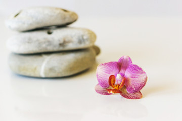 Fototapeta na wymiar Fresh pink orchid near gray stones on a white background. Concept spa and relaxation.