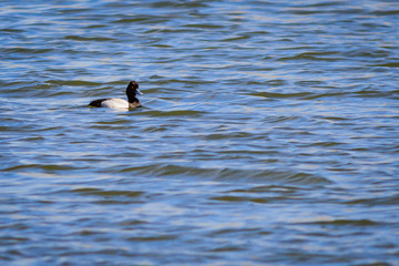 Lesser Scaup duck swimming on the lake