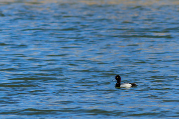 Lesser Scaup duck striking a pose