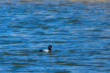 Lesser Scaup duck swimming to the right