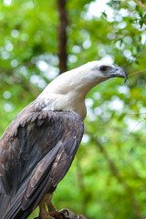 hawk closeup in the forest

