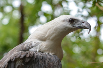 hawk closeup in the forest
