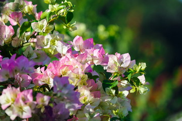 bouquet,nosegay,bouquet with flowers.