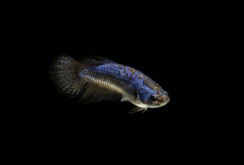 Siamese fighting fish haft moon female on black background