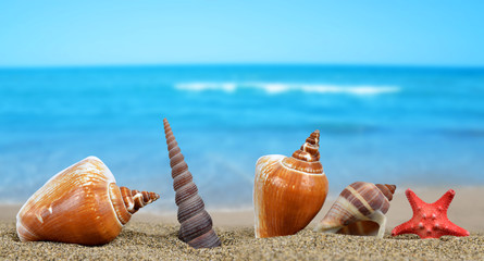 Tropical sea shells with starfish on sandy beach.