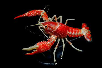 Crayfish Procambarus Clarkii Ghost on black background.