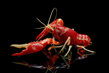 Crayfish Procambarus Clarkii Ghost on black background.