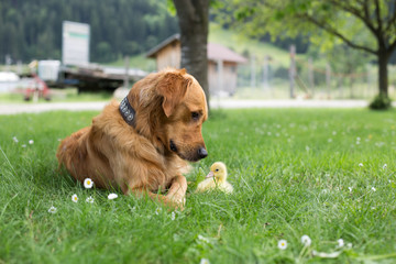 Gänseküken mit Hund
