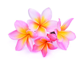 frangipani flowers with water drop isolated on white background