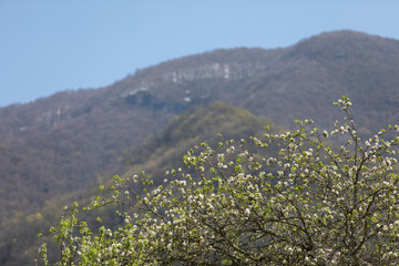 Fototapeta na wymiar A blossoming tree against a background of mountains