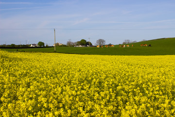A field of Rapeseed oi an Irish Farm with its bright yellow flower heads, contrasted against a clear blue sky on a sunny day in early spring.